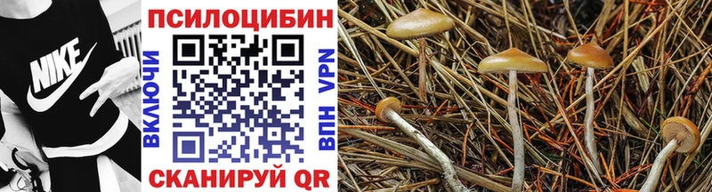 кракен ссылки  Усинск  Псилоцибиновые грибы Psilocybe 